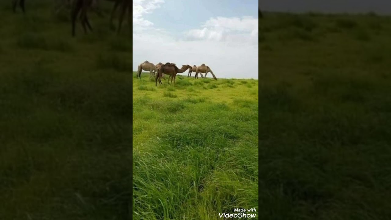 صوت ام سبيبي تراث عرب تشاد