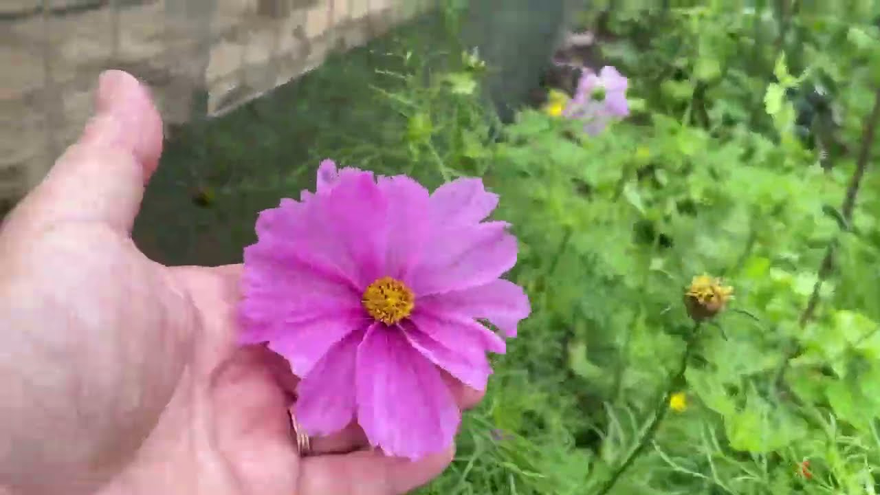 Tour du potager  mi-juillet et constat la pluie c’est bien mais le soleil aussi  🤨