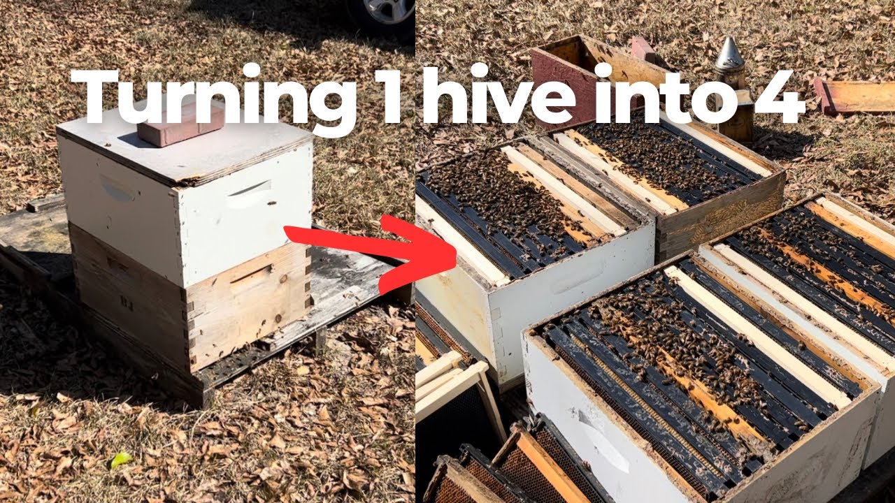 Complete Change of Plan While Splitting Bees