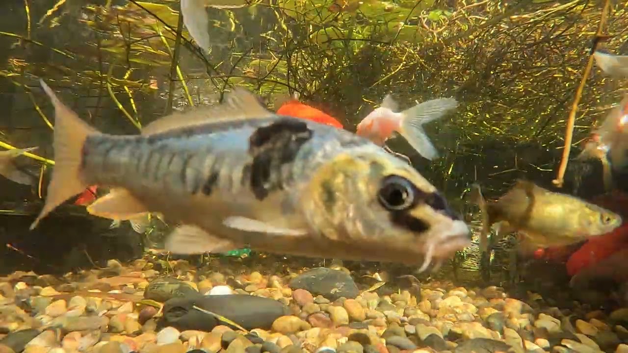 Pond Evolution 22December2025