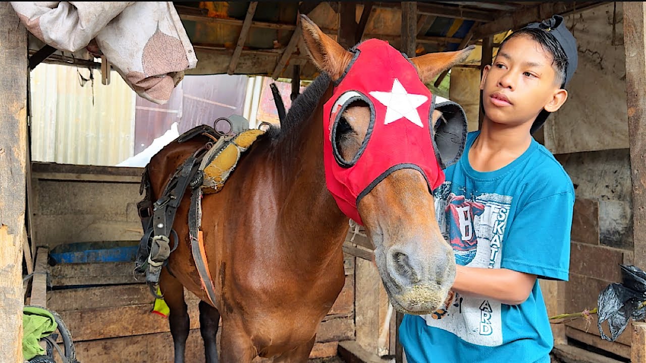 PERSIAPAN PEMASANGAN KUDA SEBELUM KE PANGAKALAN PURI KEMBANGAN - KUDA DELMAN - KUDA - DELMAN COKLAT