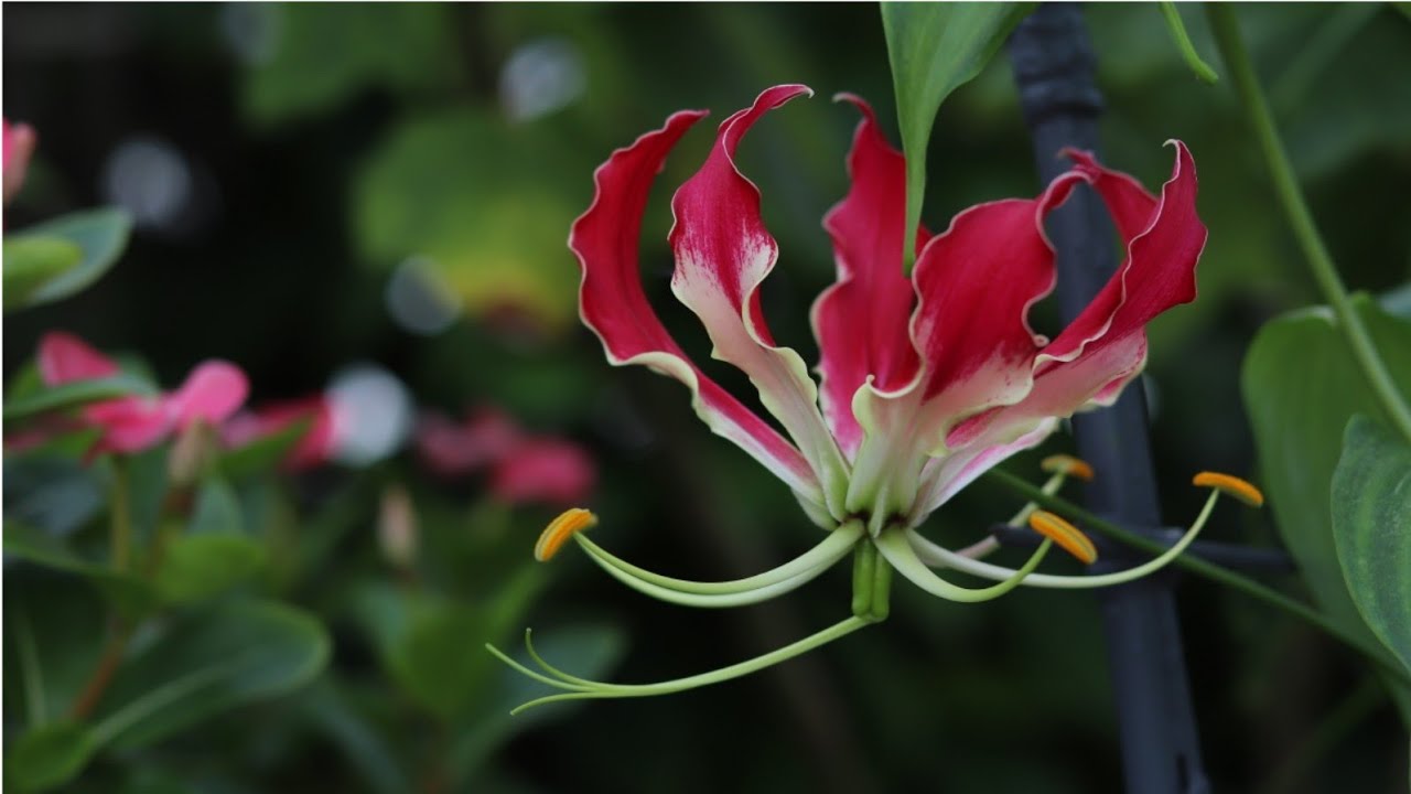 Growing unusual vining lily,Gloriosa Superba/গ্লোরিওসা লিলি বা উলটচণ্ডাল ফুলের যত্ন কিভাবে নেবেন