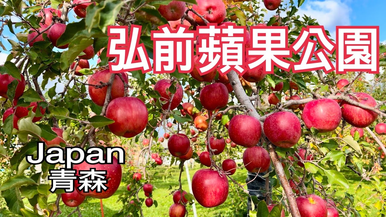 Japan東北青森弘前蘋果公園，鮮艷欲滴的蘋果掛滿樹梢！2024.11.03