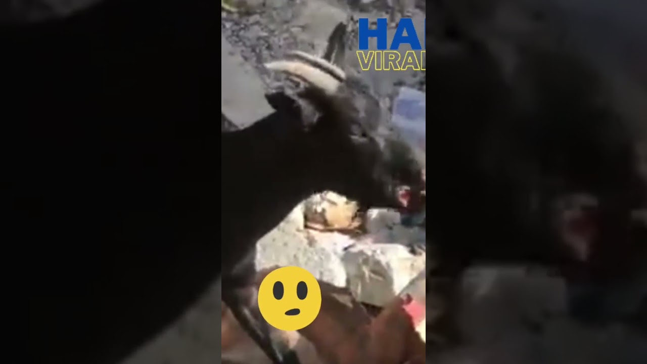 Kabrit lage nan Manje Papier Haiti🇭🇹 Via Teriel Thelus