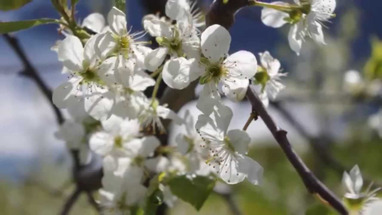 Bløming i Hardanger