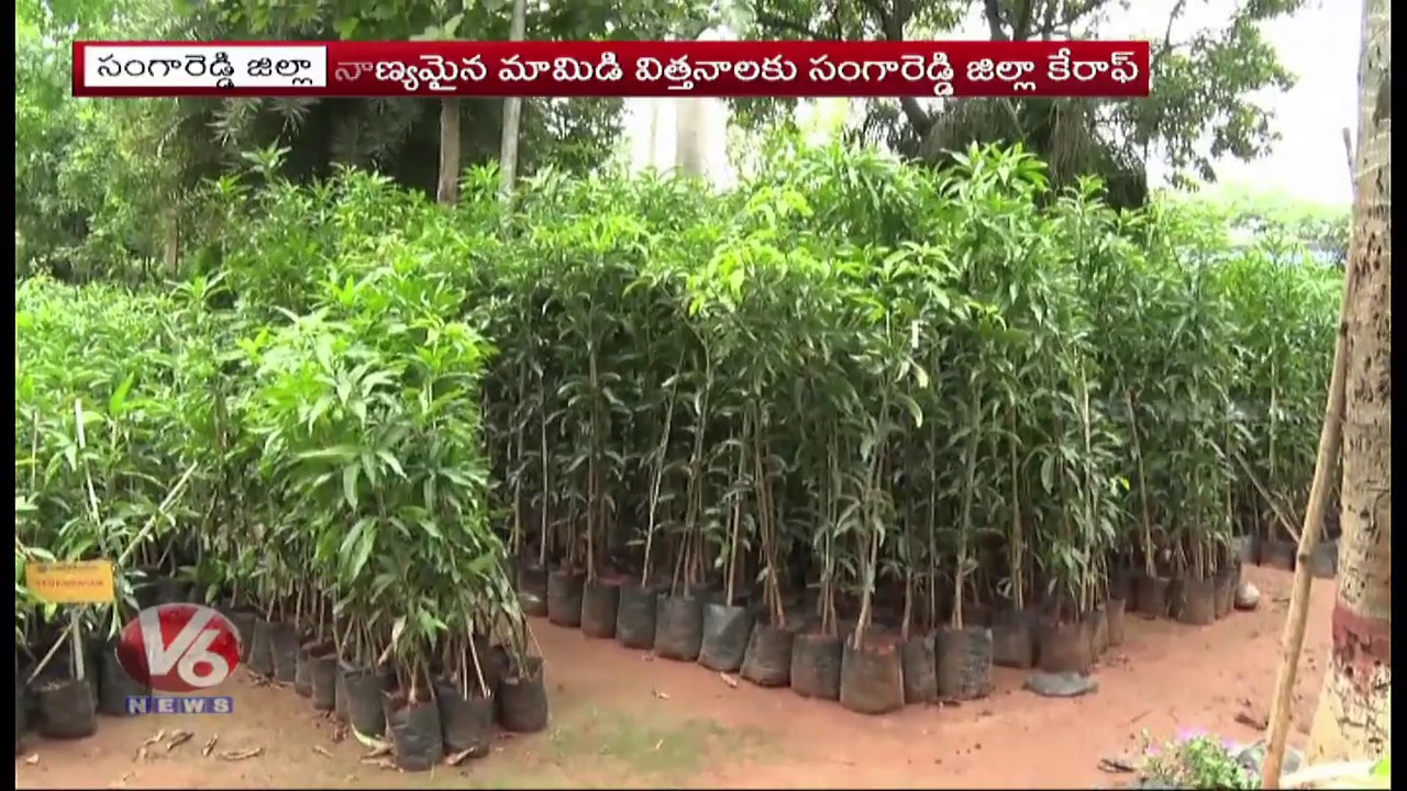 Sangareddy Fruit Research Centre | Over 400 Varieties Of Mangoes Plants | V6 Telugu News