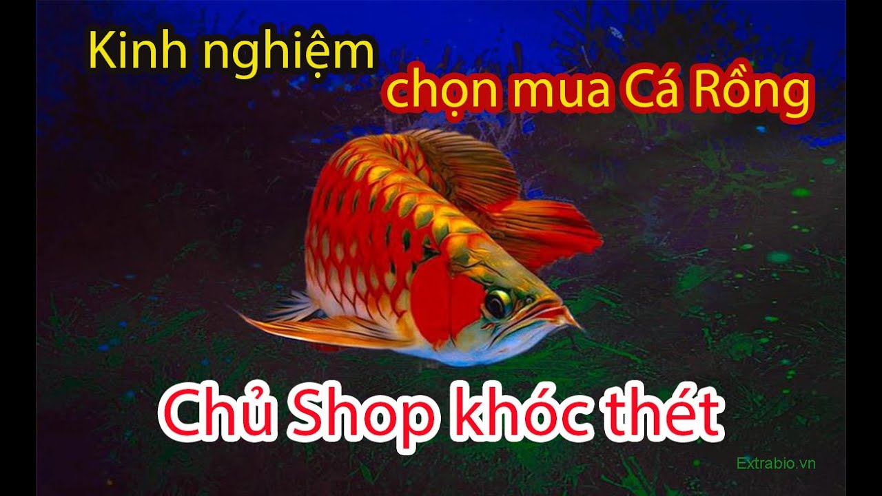 Bí quyết tuyển Cá Rồng cho người mới rất ít người chia sẻ | Kinh nghiệm để tránh bị lừa
