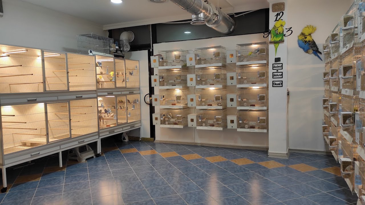 Show Jumbo Muhabbet Kuşlarımız İçin Dev Salma Kafesimiz Geldi