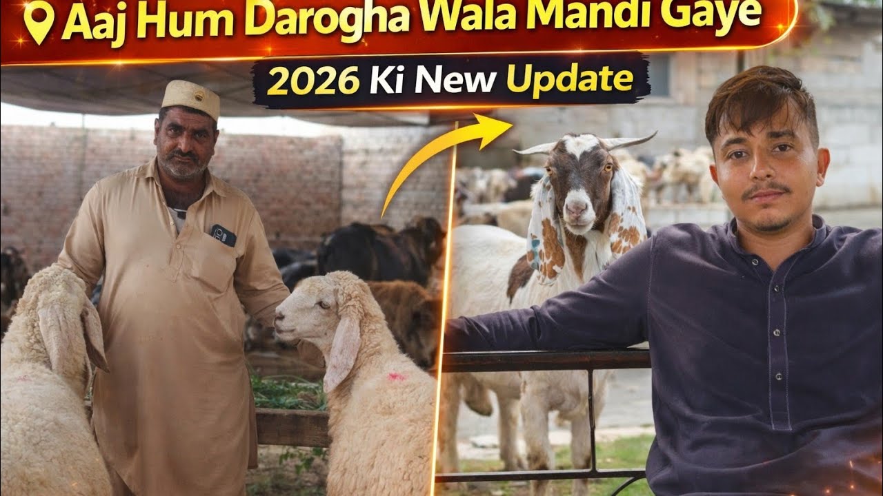 Aaj Hum Darogha Wala Mandi Gaye | 2026 Ki New Update | Bakre Aur Dumba Dekhne Gaye
