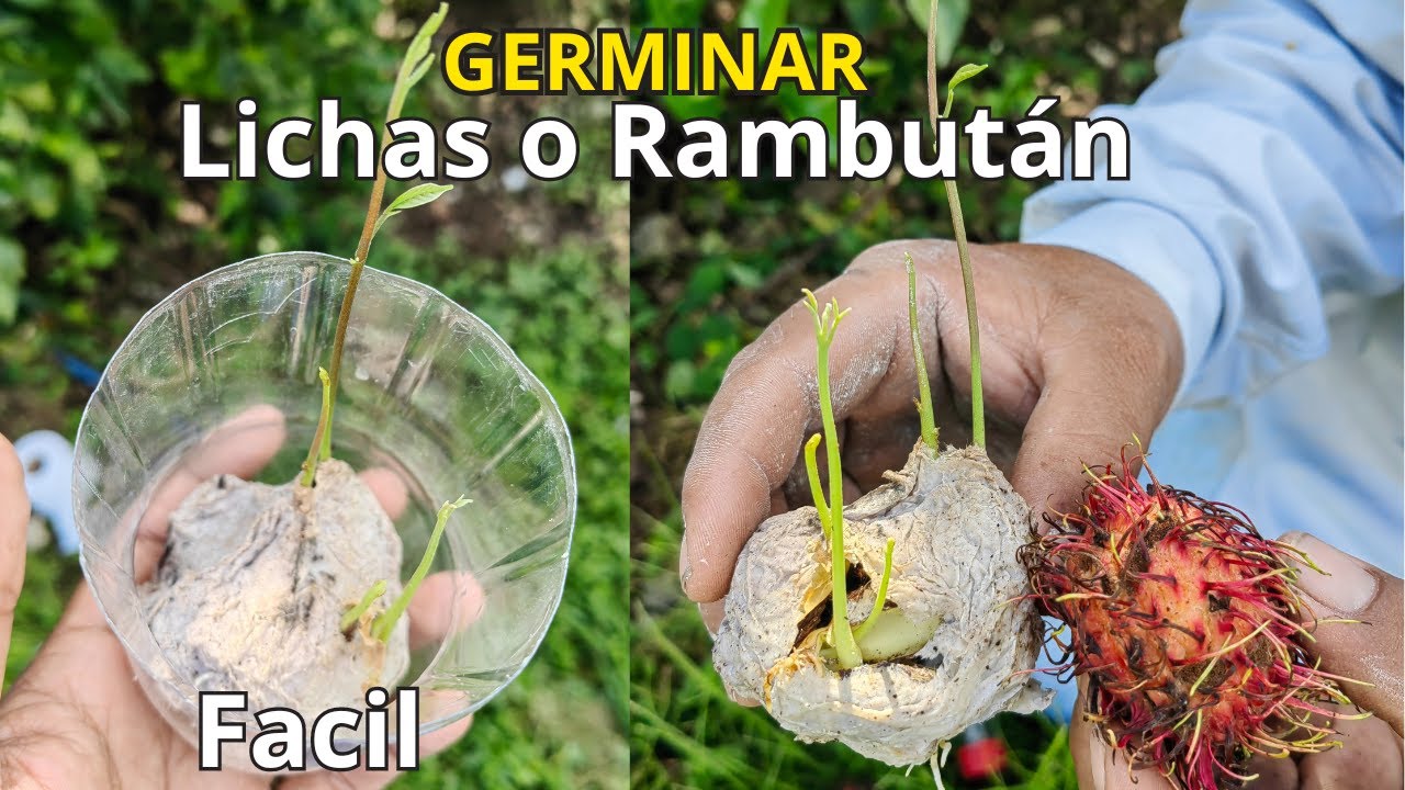 🌱Como germinar y sembrar RAMBUTAN, Achotillo, Mamon Chino, Lichas