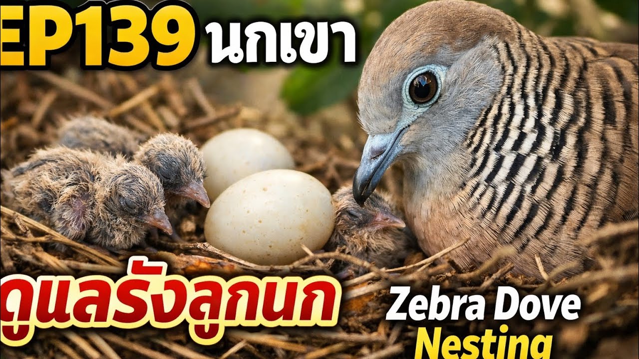 EP139 นกเขา This close-up footage captures the intimate moments of a Zebra Dove tending to its nest.