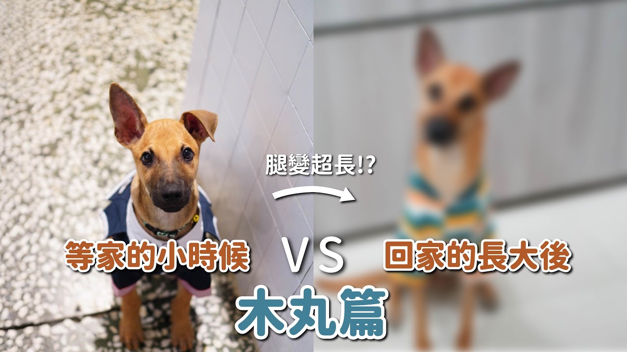等家的小時候vs回家的長大後-木丸篇