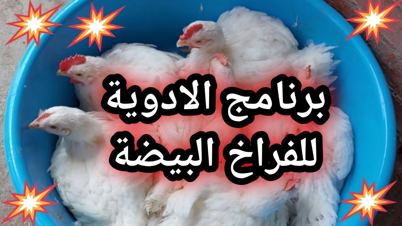 جدول الادوية للفراخ البيضة برنامج الادويه للفراخ البيضاء #تربية الدواجن chicken#