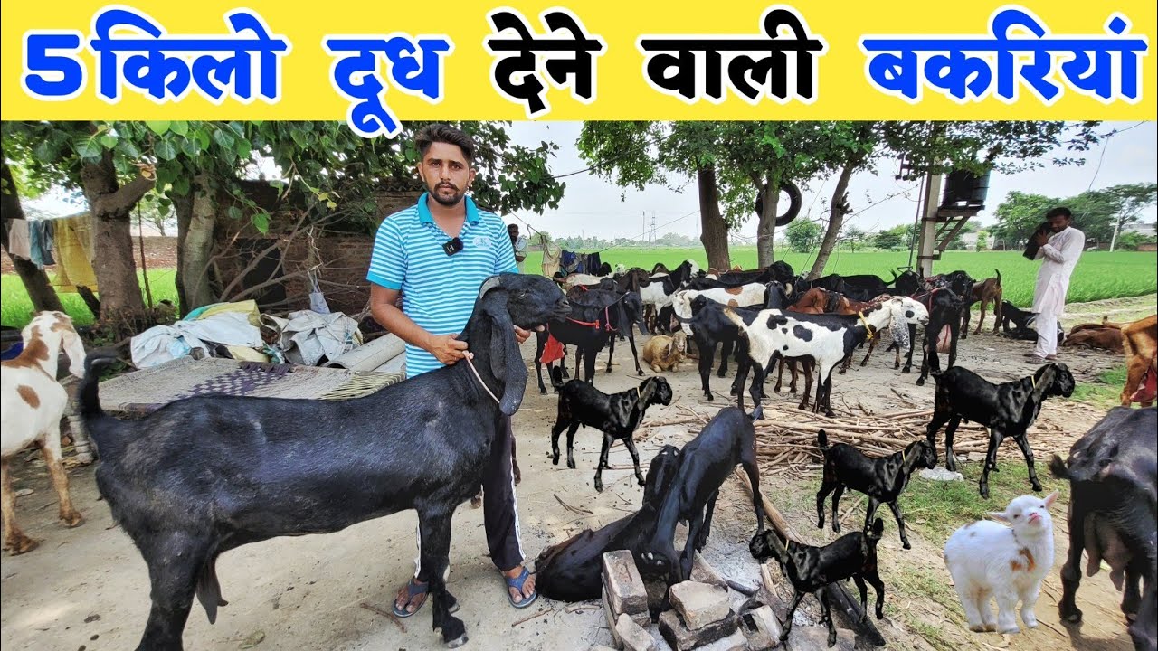 सबसे ज्यादा दूध देने वाली बकरी की पूरी जानकारी | Beetal goat price