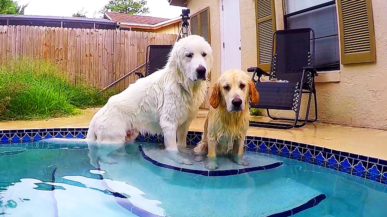 Super Cooper Sunday #24 - Teaching Koda How to Swim!
