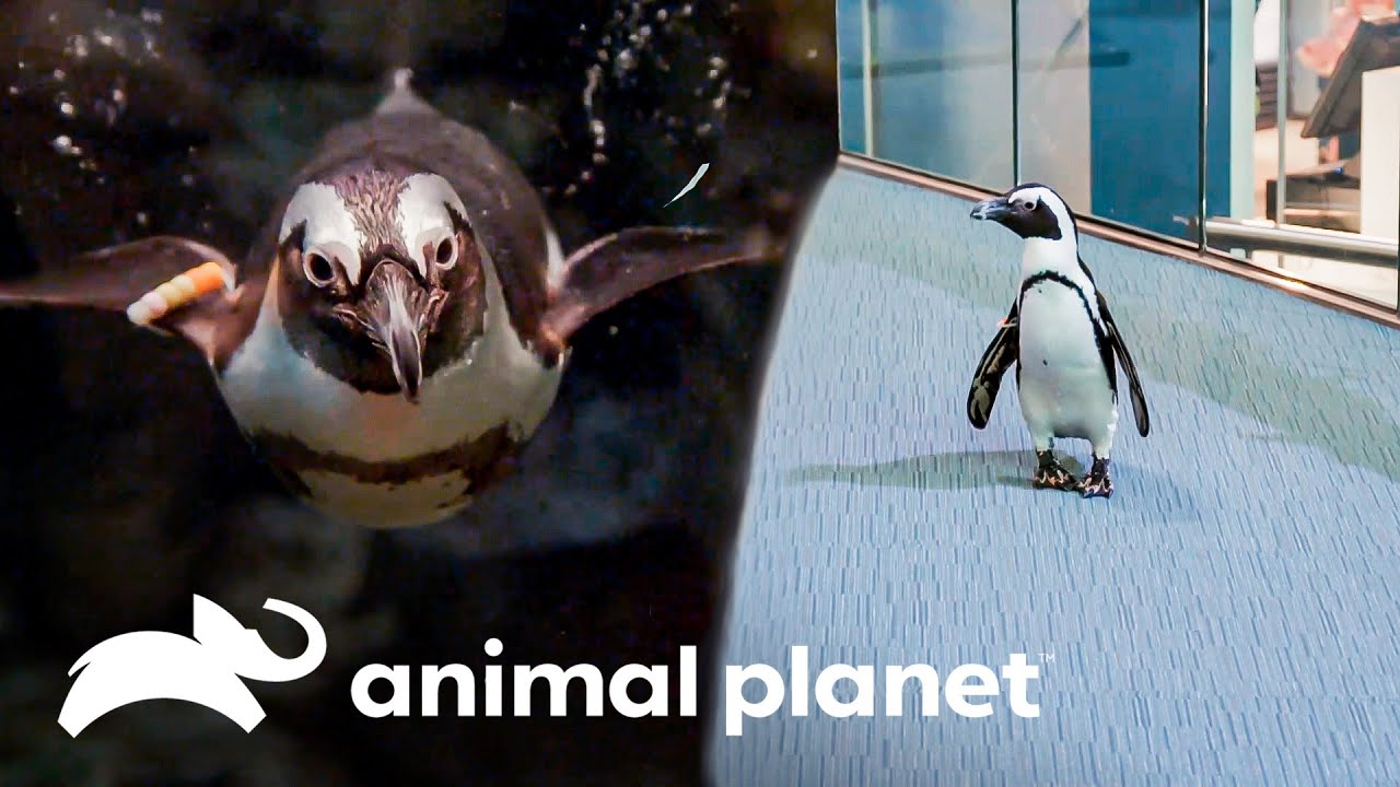 La pingüina Zola debuta ante el público | El Acuario | Animal Planet