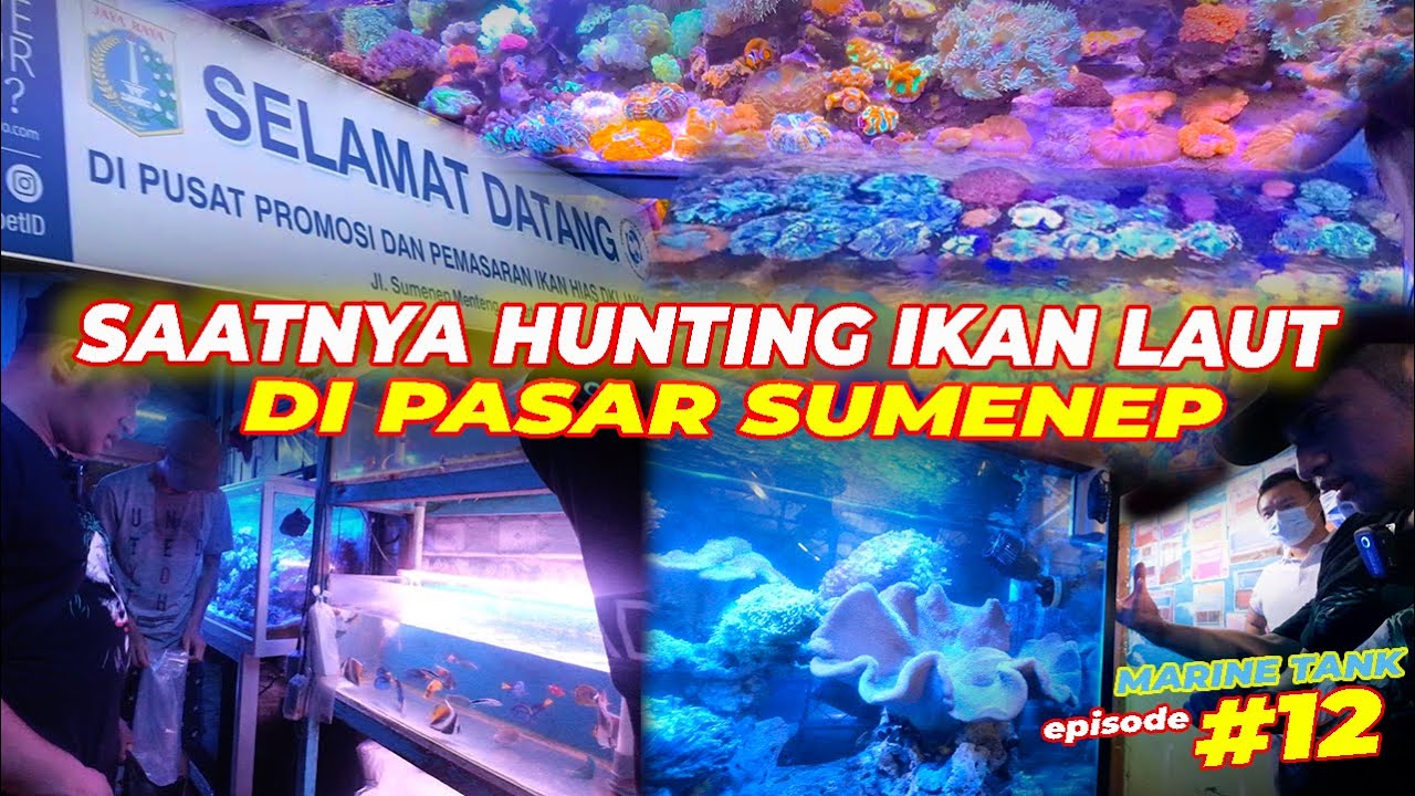 AQUARIUM AIR LAUT #EPS12 | KALAP BELI IKAN!! NAWARNYA KAYA EMAK-EMAK..!!!
