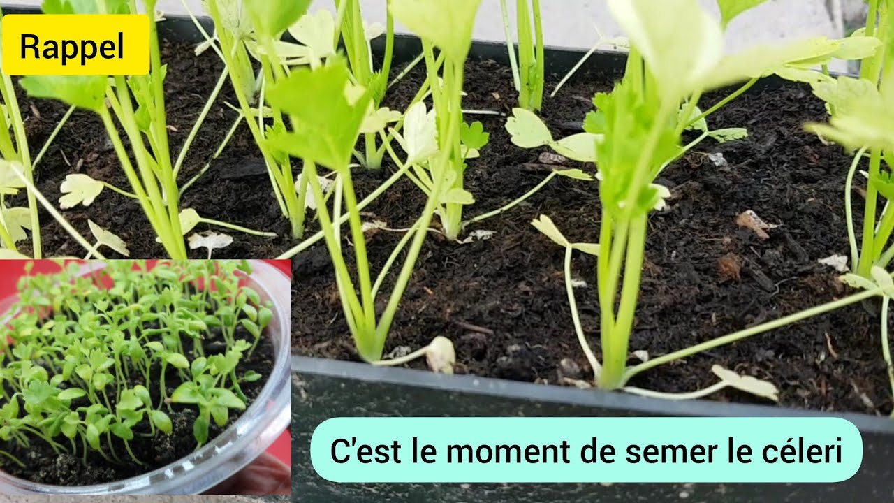 Comment je sème le céleri branche et le céleri  rave ? 2024