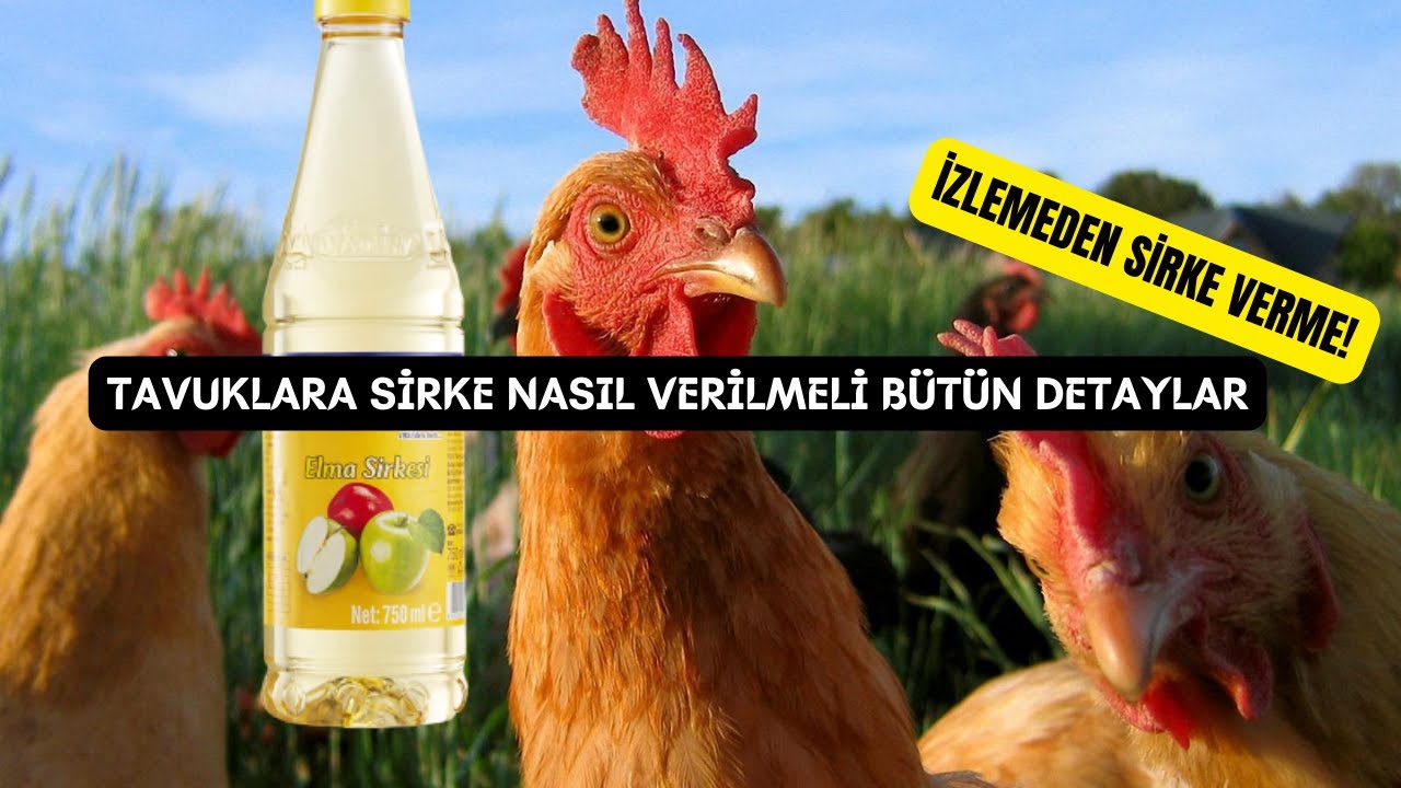 Tavuklara Sirke Nasıl Verilir | Tavuklarda Sirke Kullanımı | Doğal Tavuk ilacı yapımı  | #tavuk