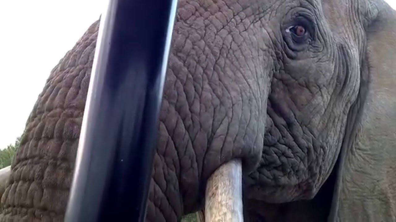 Crazy elephant encounter at Amakhala Reserve, South Africa