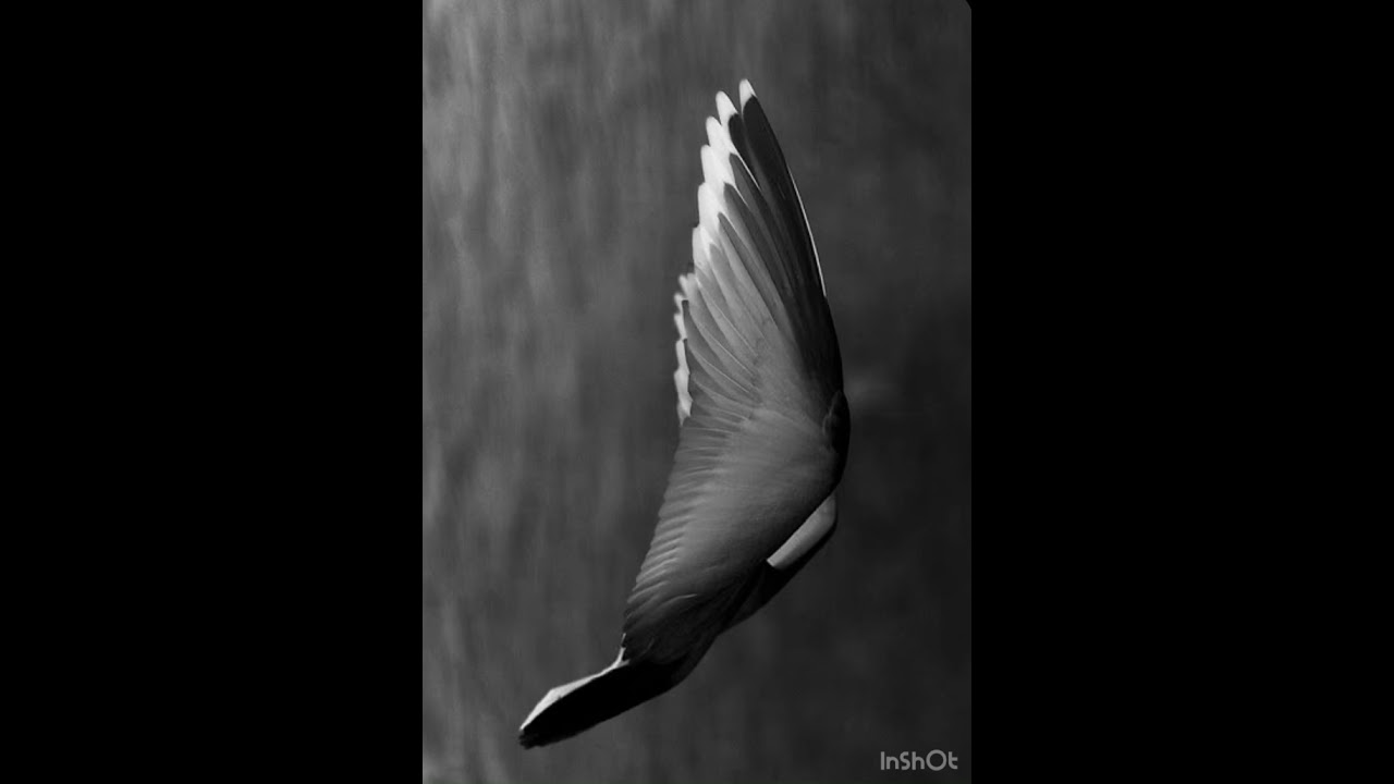 Soul flight
