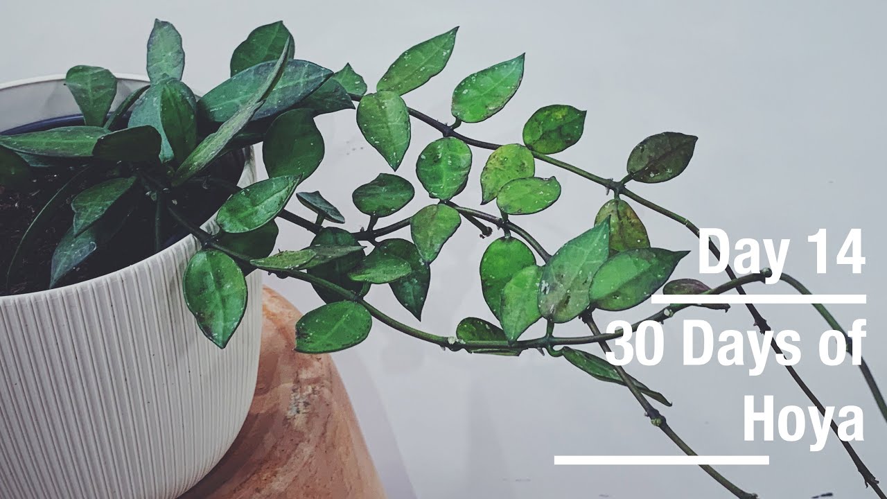Лакуноса Холлоу | 30 дней Хойи - 14 из