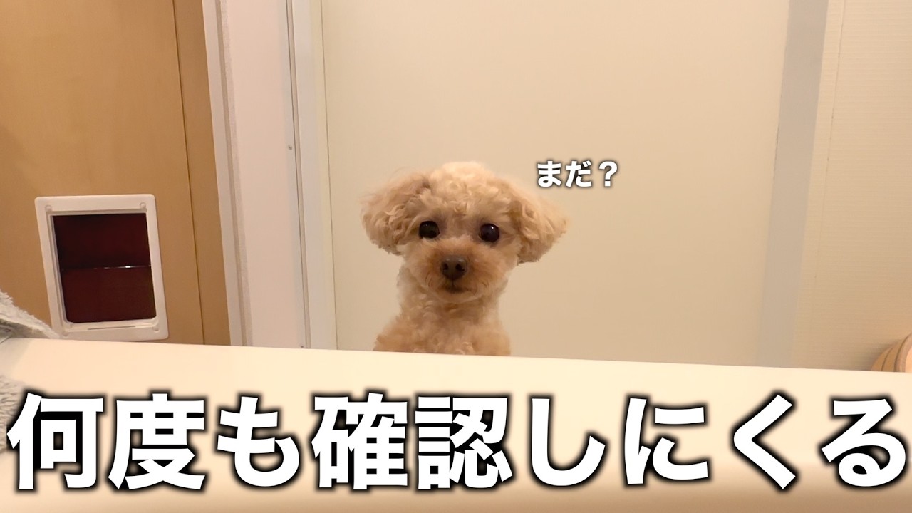超甘えん坊トイプードルがいる家で長風呂するとこうなります