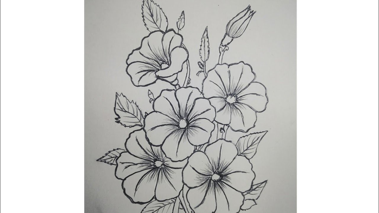#drawing #charcoaldrawing#blooming Petunia flowers#line art