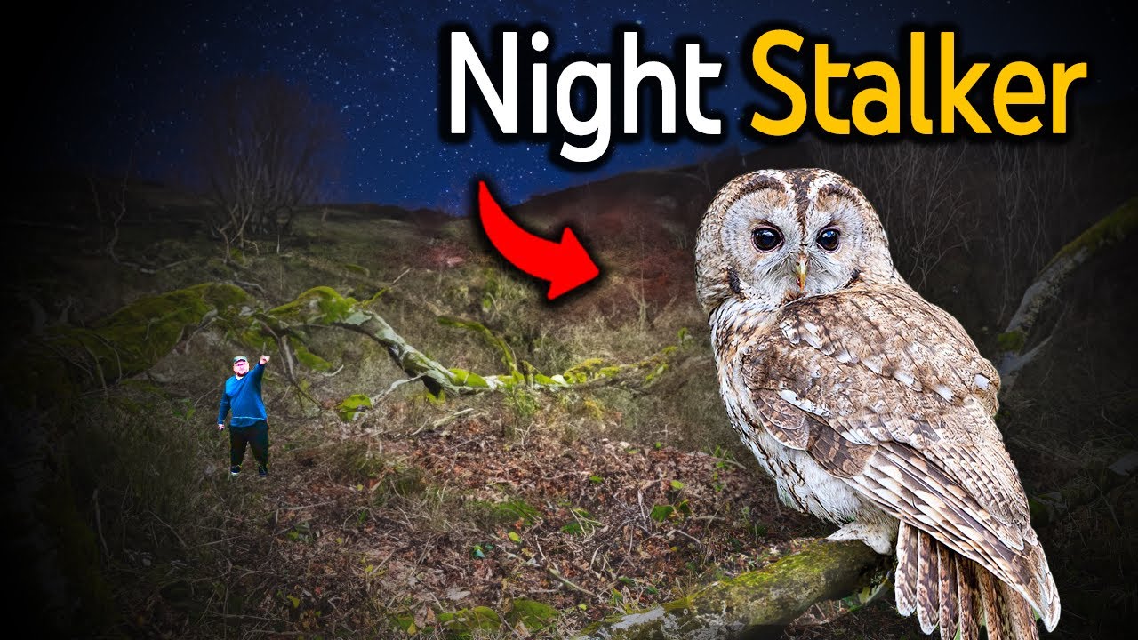 I Found The UK's Most Prolific Nocturnal Predator