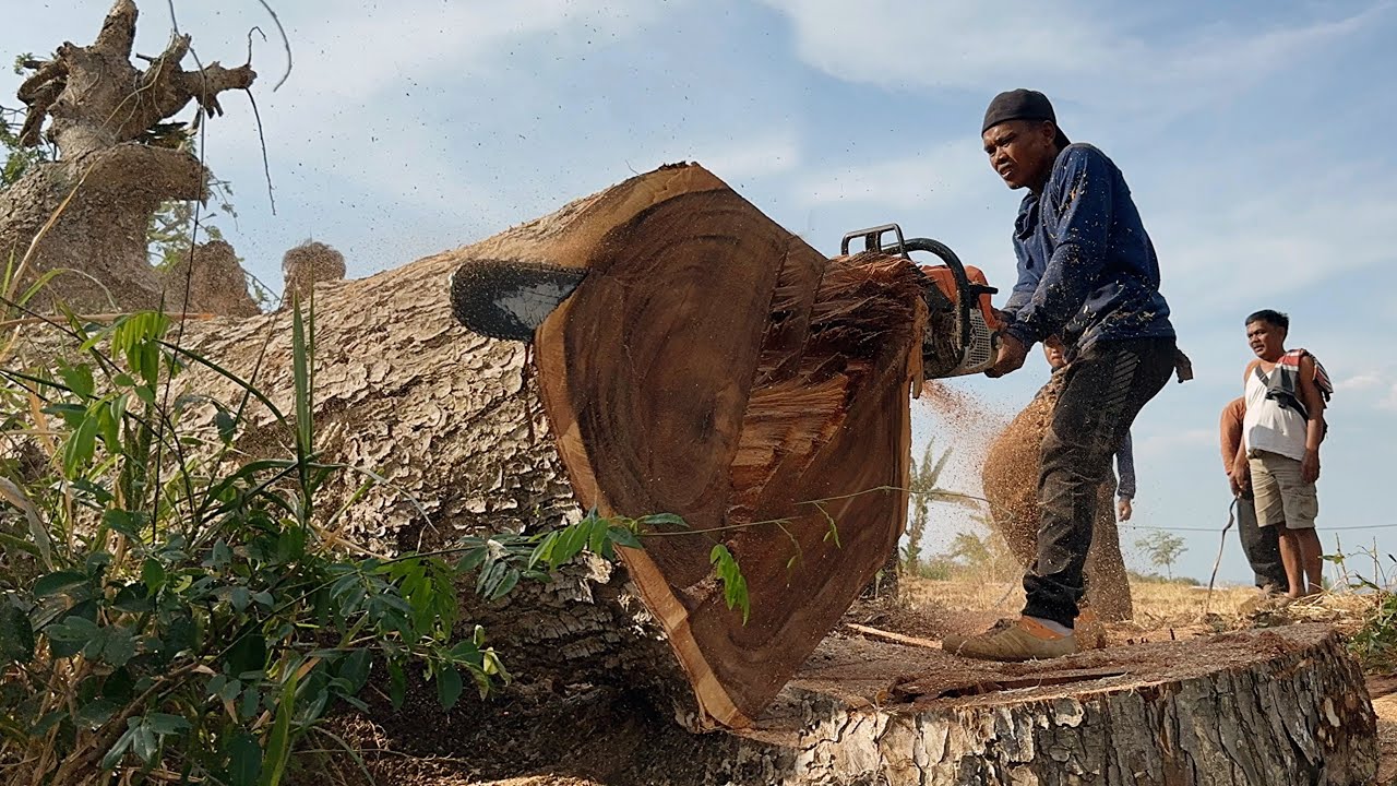 Unbelievable skills ‼️ Cut down 2 old trees on rocky ground.