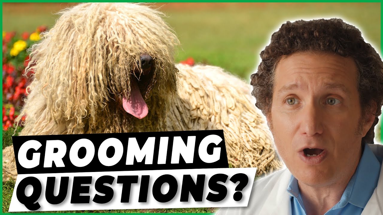 6 Common Dog Grooming Questions You'd Be Amazed By | Ask A Vet
