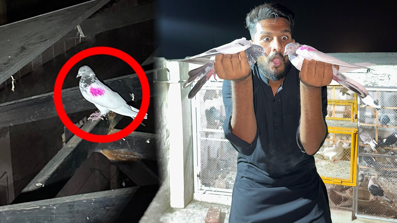 Raat Ke Andheray Mein 2 Bazzi Walay Aseel Kabutaro ko utar liya 😳😳