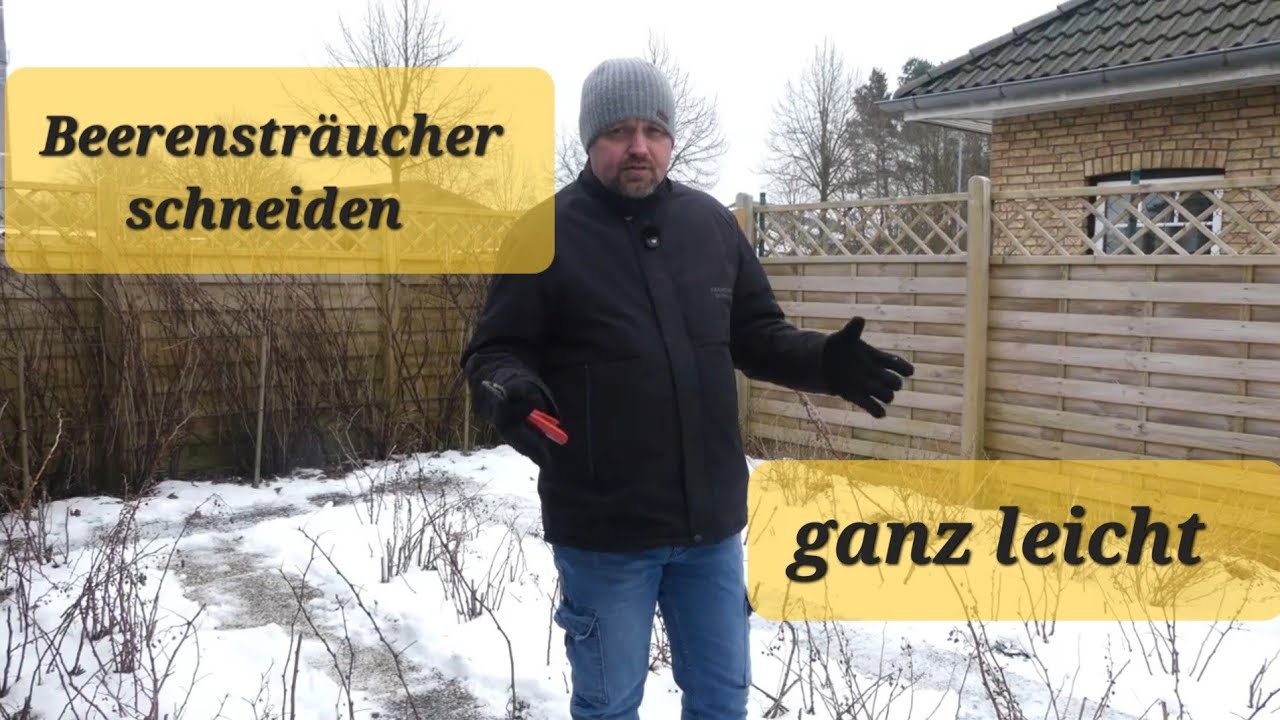 Beerenrückschnitt im Februar: So werden Himbeeren und Johannisbeeren ertragreich