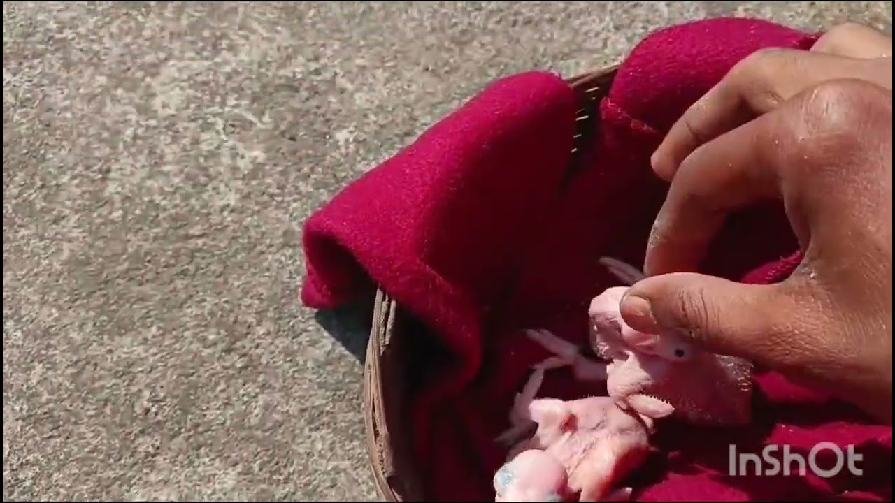 Alexander parrot baby 🦜aaj dhup🌄mein nikaalne  time..#vlogs video #parrot #viralvideo 