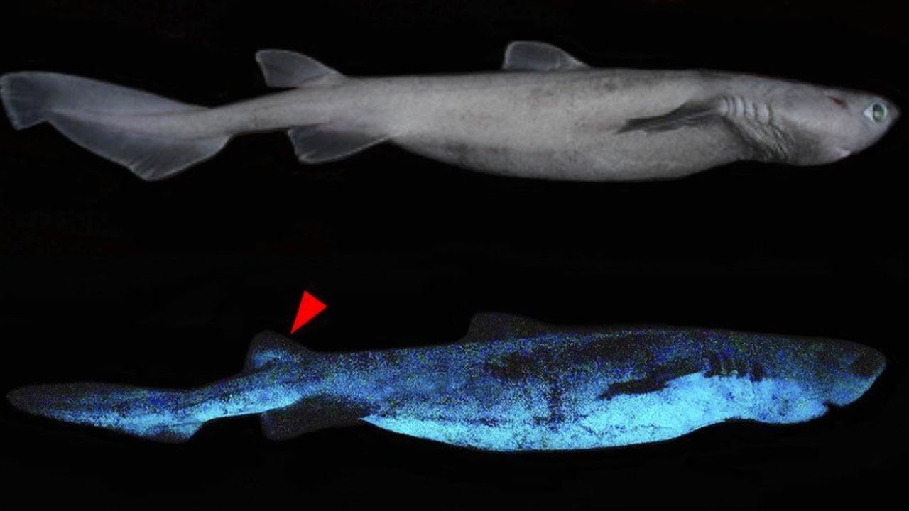 Bioluminescent Sharks - Glowing in the Ocean