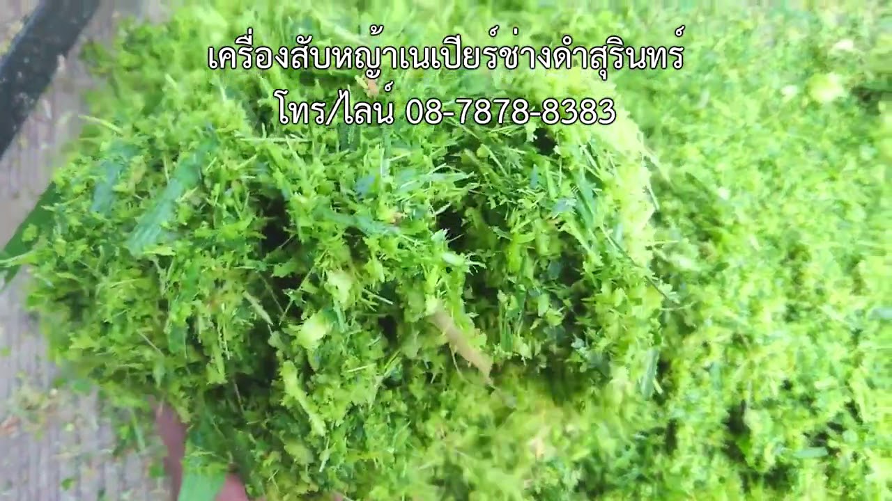 เครื่องสับหญ้าเนเปียร์ ละเอียด ช่างดำสุรินทร์ 0878788383