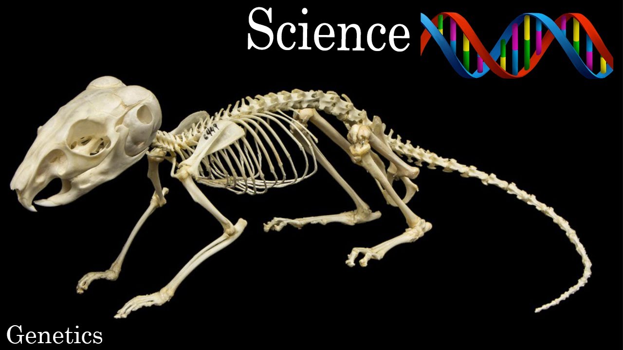 The Science Behind Chinchilla Colors (genetics)