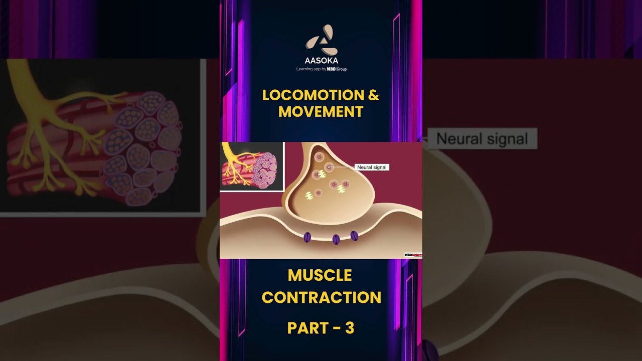 Locomotion & Movement Part 3 | Class 11 Biology | AASOKA #Shorts