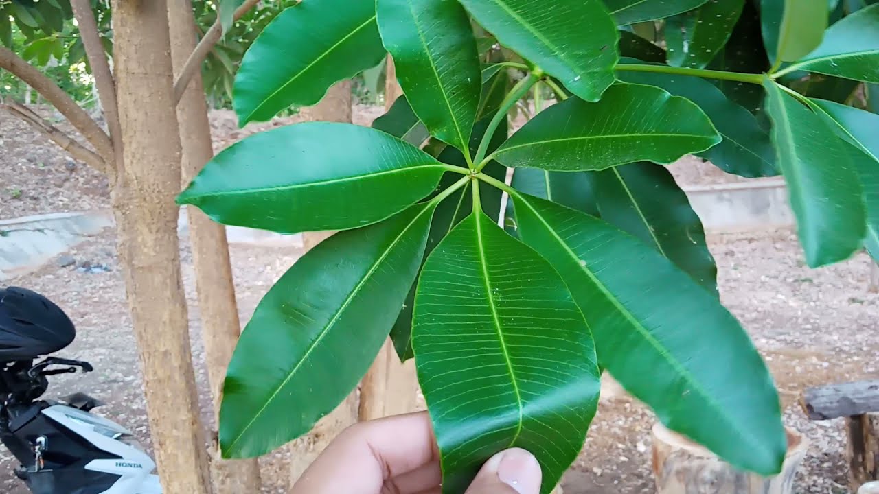 Manfaat Pohon Pule Bagi Kesehatan | manfaat kulit pohon PULE | pohon PULE keramat