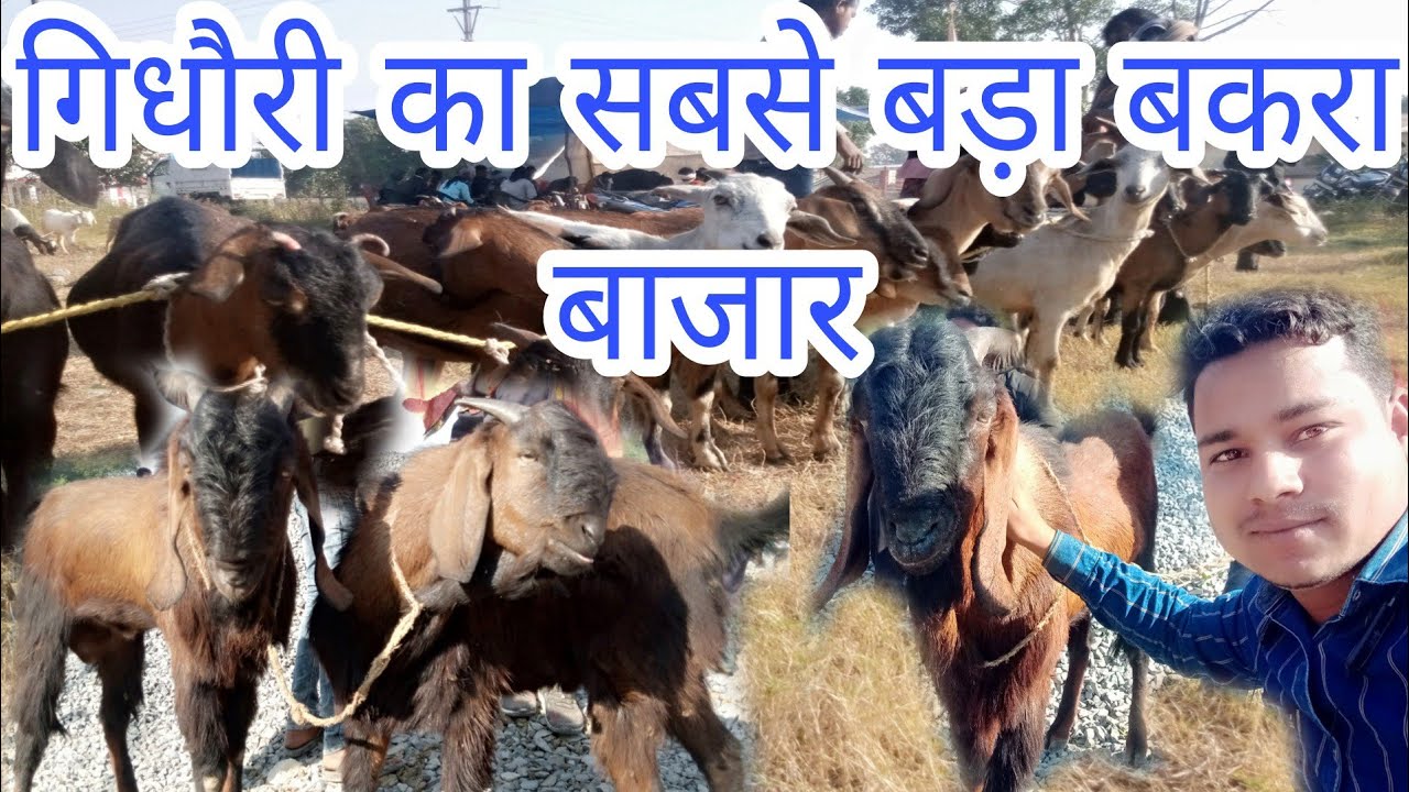 गिधौरी बकरी बाजार यहां पर आपको मिलेंगे सभी प्रकार के बकरे।gidhauri market @focus murgi