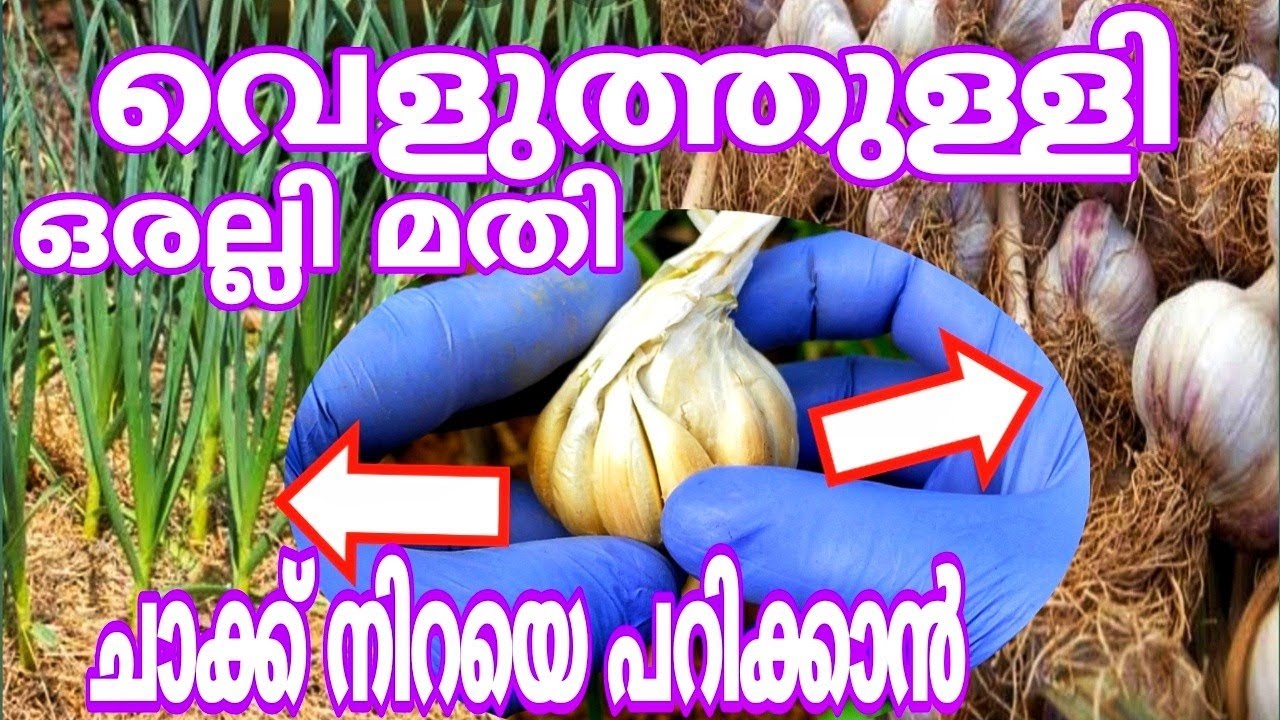 ഇത്ര എളുപ്പമായിരുന്നോ? കാര്യങ്ങൾ Garlic planting at home | garlic plant care