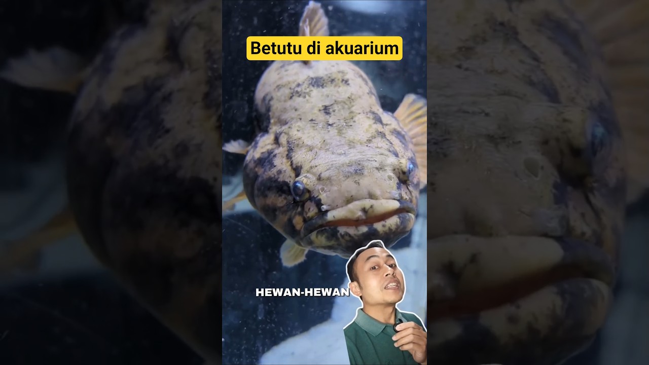 Betutu bagus juga dipelihara di akuarium #ikanhias #ikanpredator #gabusmalas