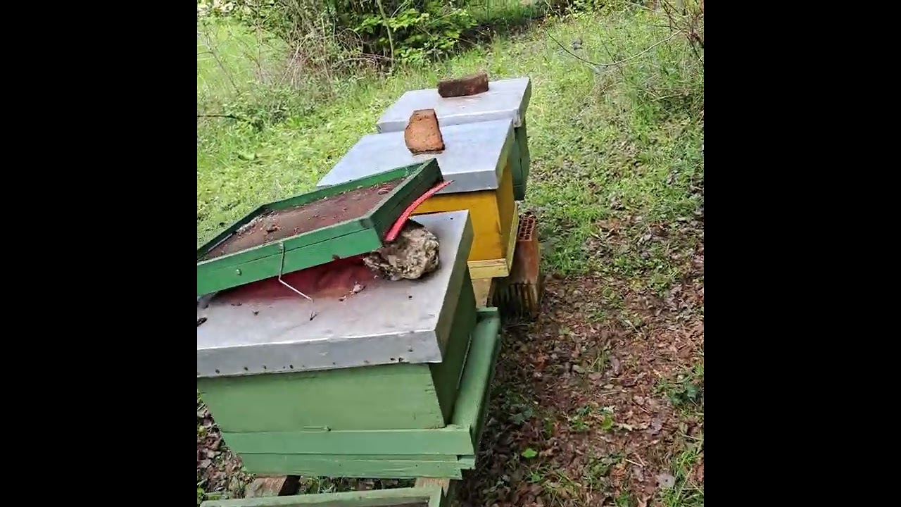Razrojavanje prije bagrema