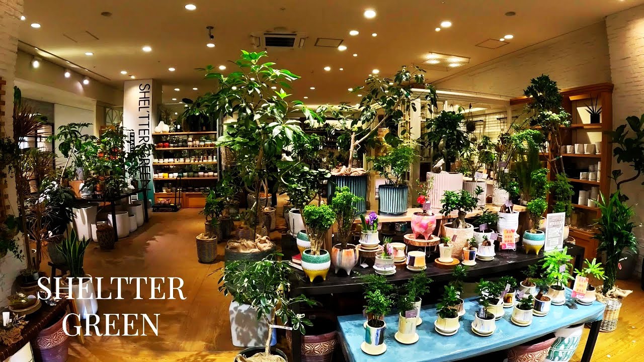【埼玉県三郷市のSHEL'TTER GREEN ららぽーと新三郷店さん探索】【観葉植物サービス、観葉植物や鉢の接客販売、植え替え、コーディネート、ガーデニング雑貨】