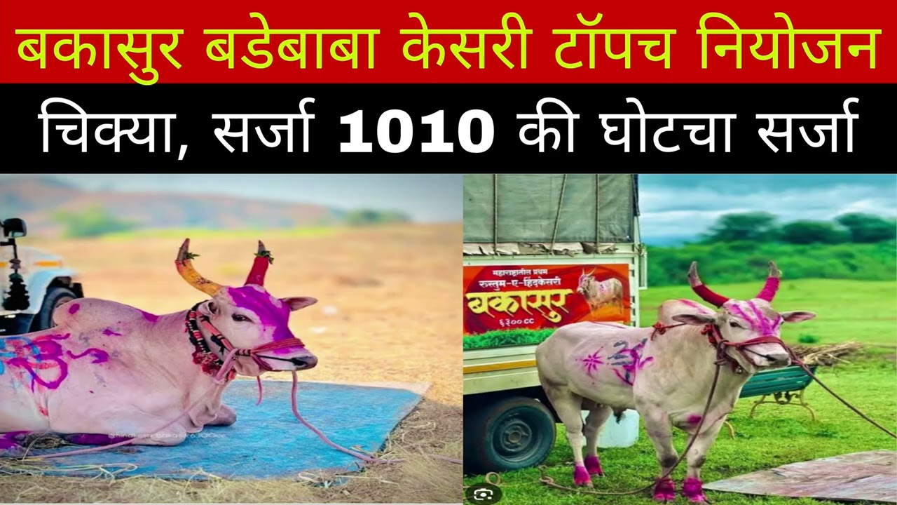 बकासुर बडेबाबा केसरी टॉपच नियोजन पैरा कोण चिक्या, घोटचा सर्जा, सर्जा 1010