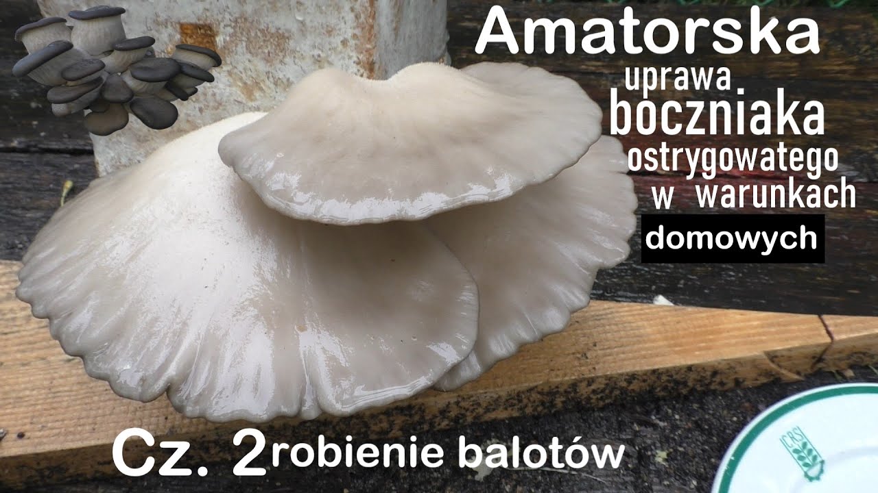 Amatorska Uprawa Bᴏᴄᴢɴɪᴀᴋᴀ Osᴛʀʏɢᴏᴡᴀᴛᴇɢᴏ Cz.2 (𝕣𝕠𝕓𝕚𝕖𝕟𝕚𝕖 𝕓𝕒𝕝𝕠𝕥𝕠́𝕨)