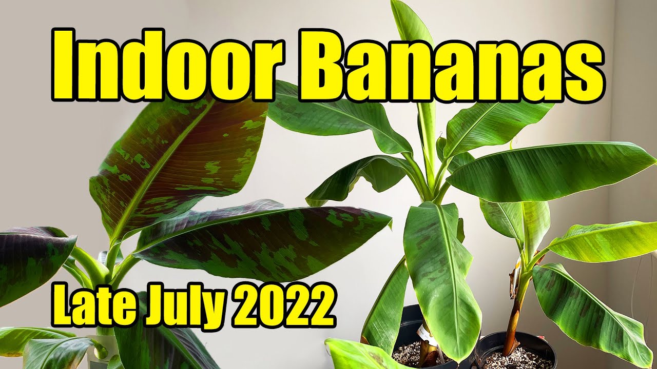 Indoor Banana Plants Update - Late July 2022