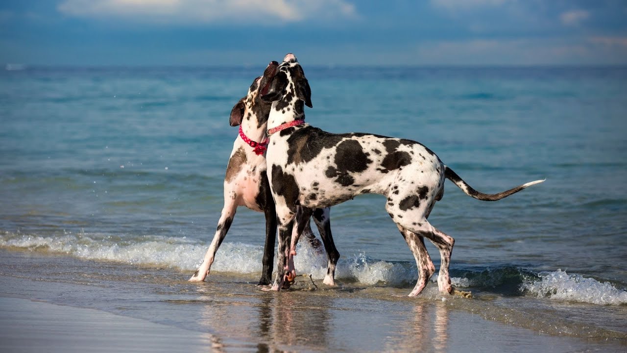 Great Dane Obedience Training Big Dog, Big Commands