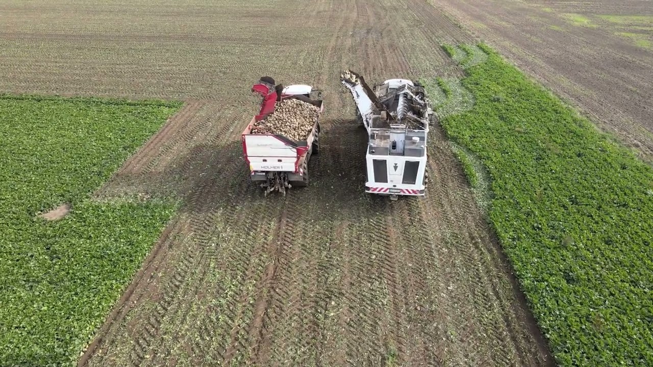 Zuckerrübenernte vor Bufleben mit dem Terra Dos 5 Rübenvollernter