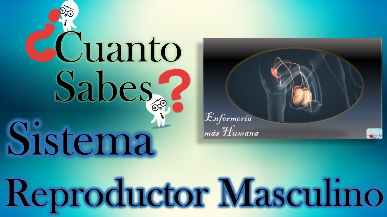 TEST Sistema reproductor Masculino, Enfermería mas Humana ¿Cuánto sabes?
